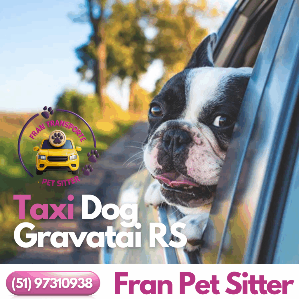 Taxi Dog em Gravataí RS: transporte seguro e cheio de amor para o seu pet