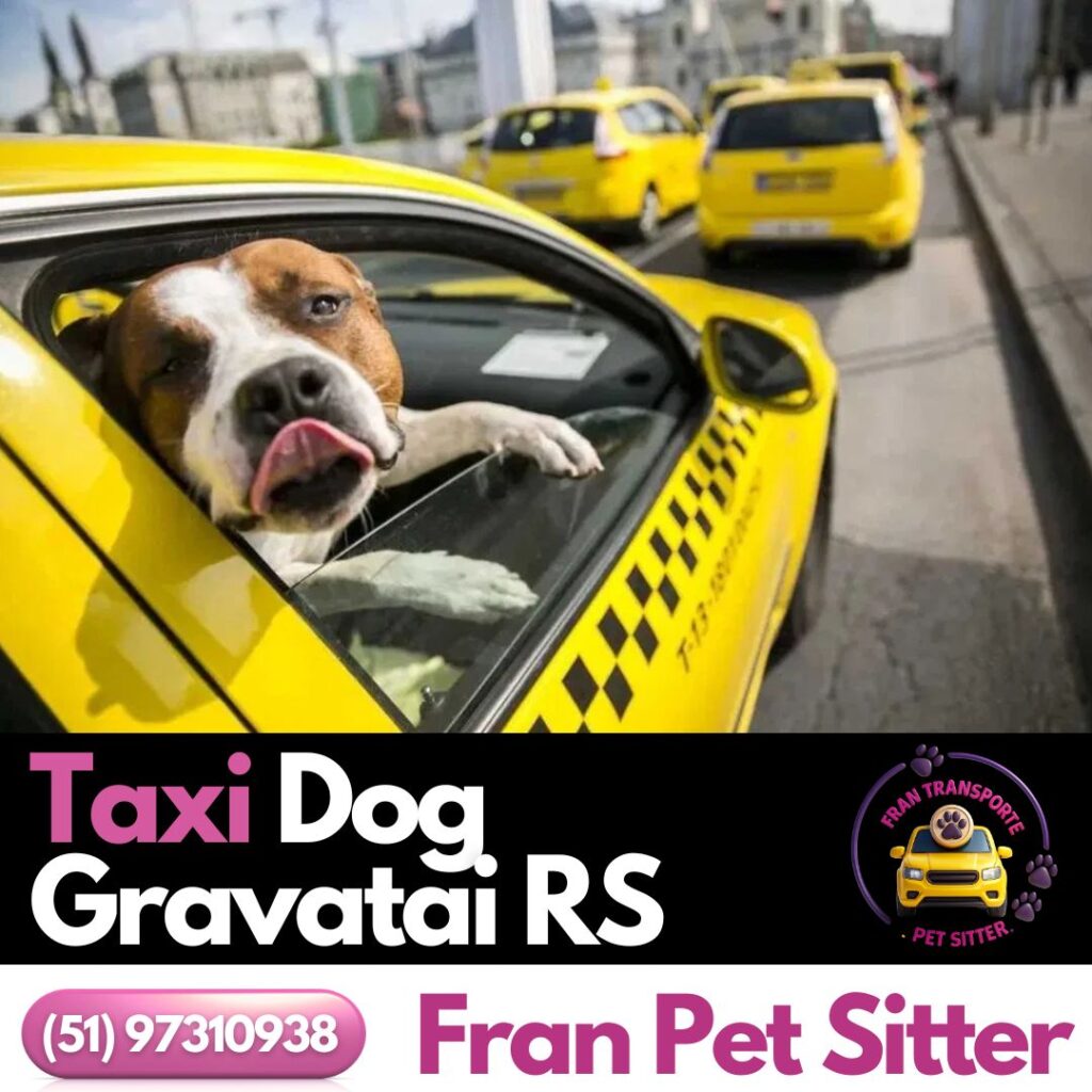 Taxi Dog em Gravataí RS: transporte seguro e cheio de amor para o seu pet